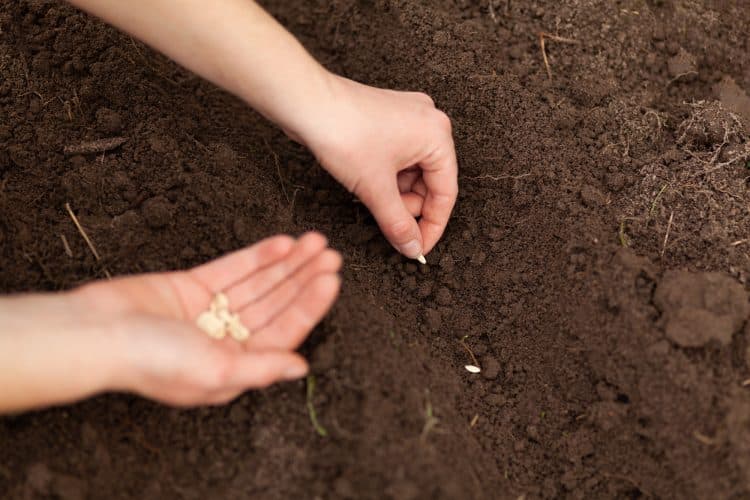 Quelles graines de fleurs ou de légumes semer en avril ?